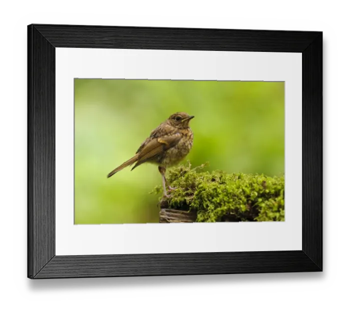 Framed Print : European Robin (Erithacus rubecula) juvenile, perched on mossy log, New Forest, Hampshire, England, July Framed Print : European Robin (Erithacus rubecula) juvenile, perched on mossy log, New Forest, Hampshire, England, July