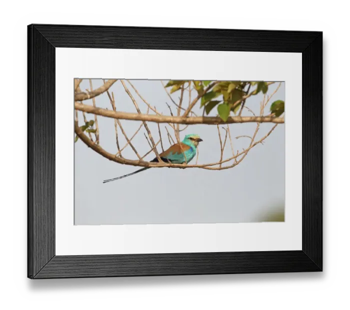 Framed Print : Abyssinian Roller (Coracias abyssinica) adult, perched on branch, Western Division, Gambia, february Framed Print : Abyssinian Roller (Coracias abyssinica) adult, perched on branch, Western Division, Gambia, february
