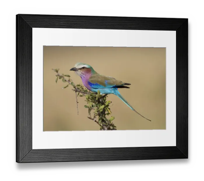 Framed Print : Lilac-breasted Roller (Coracias caudata) adult, perched on branch, Masai Mara, Kenya, August