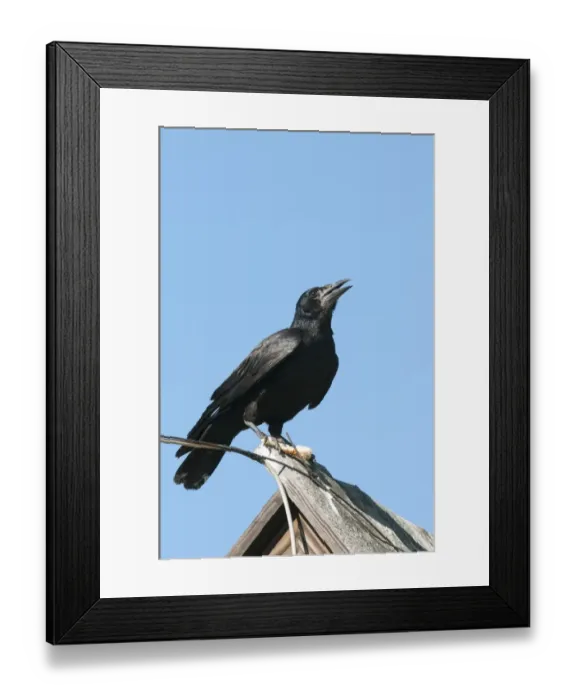 Framed Print : Rook (Corvus frugilegus) juvenile, calling, holding food in feet, perched on roof, Bieszczady Mountains Framed Print : Rook (Corvus frugilegus) juvenile, calling, holding food in feet, perched on roof, Bieszczady Mountains