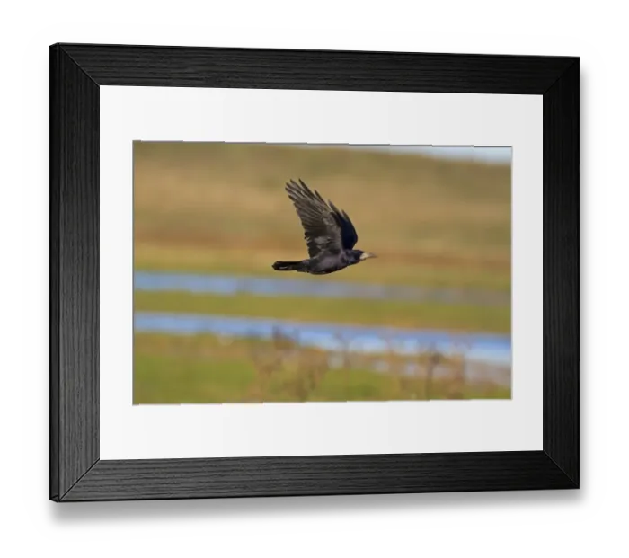 Framed Print : Rook (Corvus frugilegus) adult, in flight, Norfolk, England, November Framed Print : Rook (Corvus frugilegus) adult, in flight, Norfolk, England, November