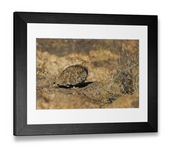 Framed Print : Double-banded Sandgrouse (Pterocles bicinctus) adult female, standing on rock, Augrabies Falls N. P Framed Print : Double-banded Sandgrouse (Pterocles bicinctus) adult female, standing on rock, Augrabies Falls N. P