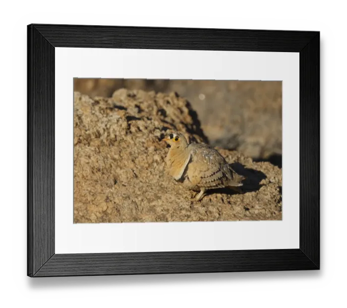 Framed Print : Double-banded Sandgrouse (Pterocles bicinctus) adult male, standing on rock, Augrabies Falls N. P