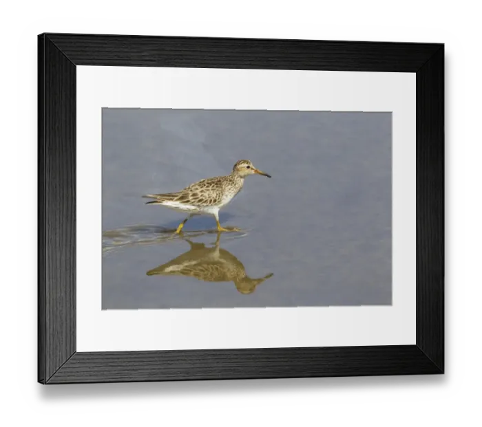 Framed Print : Pectoral Sandpiper (Calidris melanotos) adult, breeding plumage, wading, South Padre Island, Texas, U. S. A. april Framed Print : Pectoral Sandpiper (Calidris melanotos) adult, breeding plumage, wading, South Padre Island, Texas, U. S. A. april