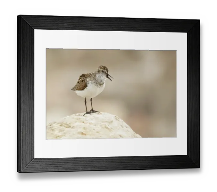 Framed Print : Semipalmated Sandpiper (Calidris pusilla) adult, breeding plumage, calling, standing on rock, Nunavut, Canada, July