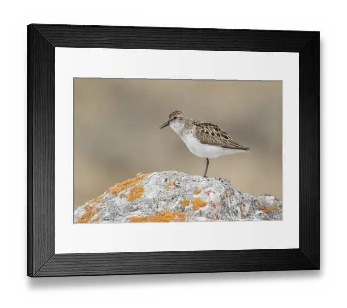 Framed Print : Semipalmated Sandpiper (Calidris pusilla) adult, breeding plumage, calling, standing on rock, Nunavut, Canada, July Framed Print : Semipalmated Sandpiper (Calidris pusilla) adult, breeding plumage, calling, standing on rock, Nunavut, Canada, July