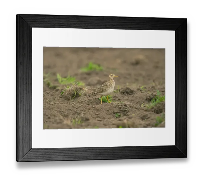 Framed Print : Upland Sandpiper (Bartramia longicauda) adult, vagrant, walking in field, Isles of Scilly, England, october Framed Print : Upland Sandpiper (Bartramia longicauda) adult, vagrant, walking in field, Isles of Scilly, England, october