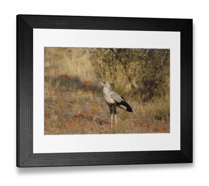Framed Print : Secretary-bird (Sagittarius serpentarius) adult, standing on ground, Kgalagadi Transfrontier Park