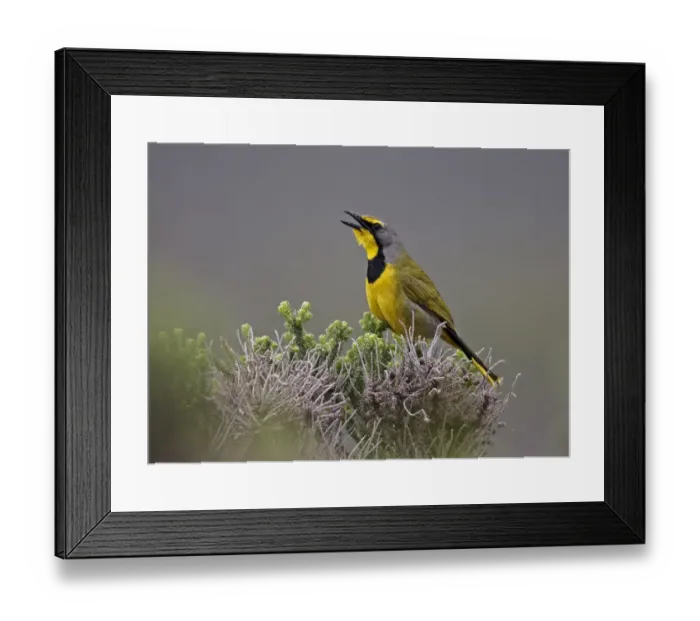 Framed Print : Bokmakierie Bushshrike (Telophorus zeylonus) adult, calling, perched in bush, Cape of Good Hope, Western Cape Province Framed Print : Bokmakierie Bushshrike (Telophorus zeylonus) adult, calling, perched in bush, Cape of Good Hope, Western Cape Province