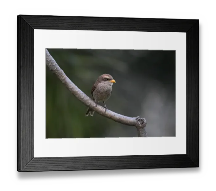Framed Print : Yellow-billed Shrike (Corvinella corvina) adult, perched on branch, Gambia, february