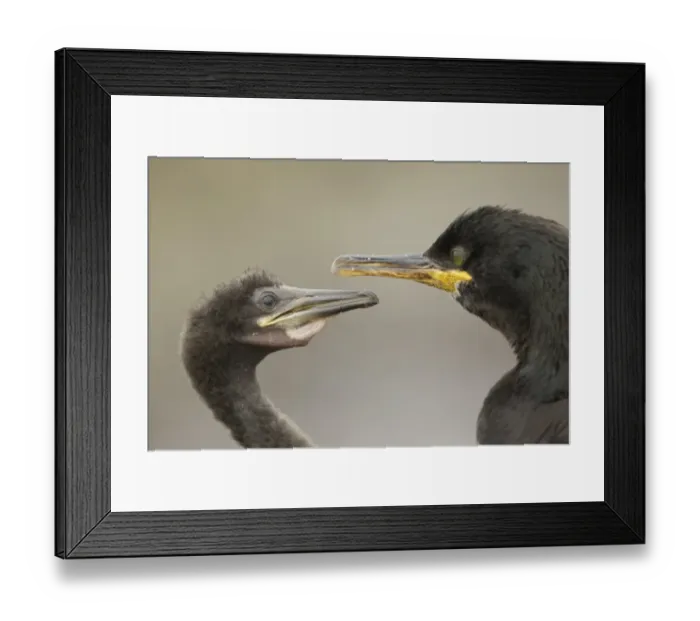 Framed Print : European Shag (Phalacrocorax aristotelis) adult feeding chick, close-up of heads, Farne Islands, Northumberland Framed Print : European Shag (Phalacrocorax aristotelis) adult feeding chick, close-up of heads, Farne Islands, Northumberland