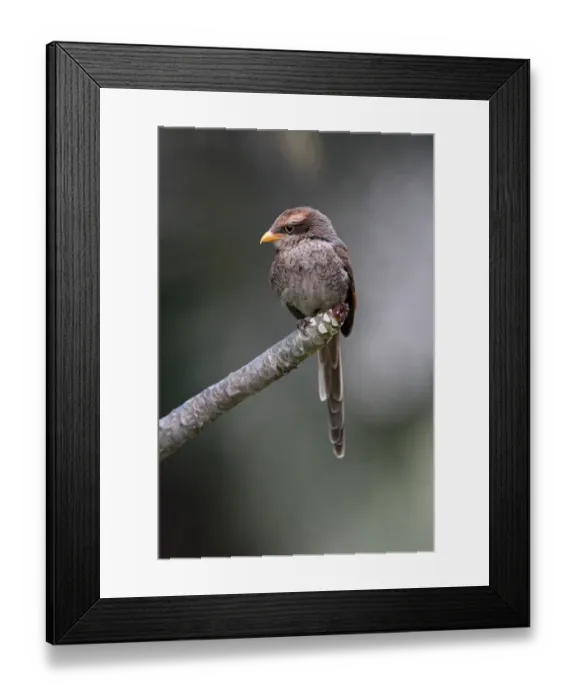 Framed Print : Yellow-billed Shrike (Corvinella corvina) adult, perched on branch, Gambia, february Framed Print : Yellow-billed Shrike (Corvinella corvina) adult, perched on branch, Gambia, february