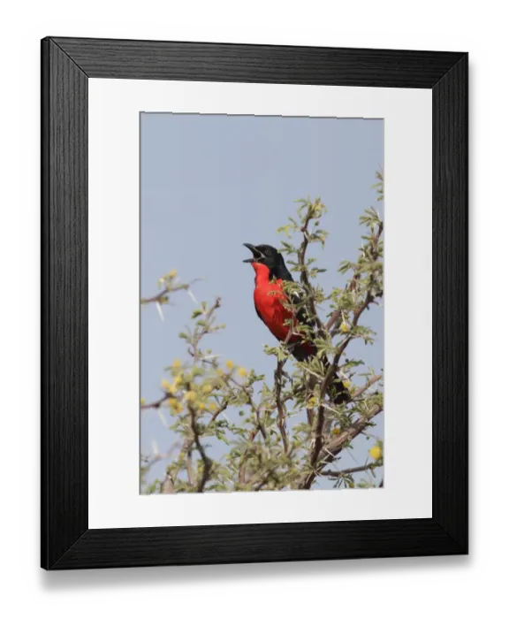 Framed Print : Crimson-breasted Gonolek (Laniarius atrococcineus) adult male, calling, perched on thorn tree Framed Print : Crimson-breasted Gonolek (Laniarius atrococcineus) adult male, calling, perched on thorn tree