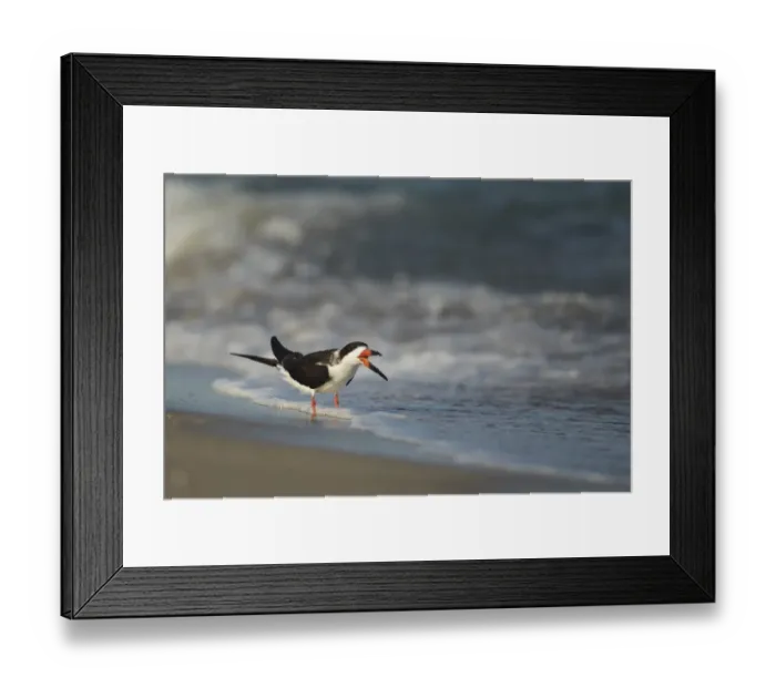 Framed Print : Black Skimmer (Rynchops niger) adult, drinking, standing in surf on beach, Florida, U. S. A. February Framed Print : Black Skimmer (Rynchops niger) adult, drinking, standing in surf on beach, Florida, U. S. A. February