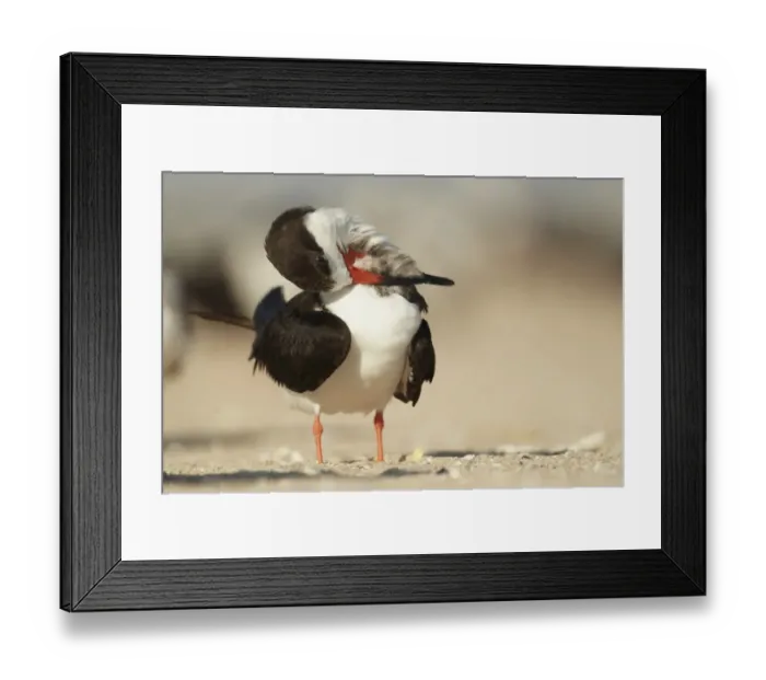 Framed Print : Black Skimmer (Rynchops niger) adult, preening, standing on beach, Florida, U. S. A. February Framed Print : Black Skimmer (Rynchops niger) adult, preening, standing on beach, Florida, U. S. A. February