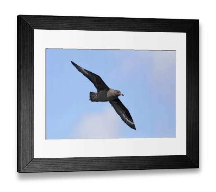Framed Print : Subantarctic Skua (Stercorarius lonnbergi) adult, in flight over sea, off Cape Town, Western Cape, South Africa Framed Print : Subantarctic Skua (Stercorarius lonnbergi) adult, in flight over sea, off Cape Town, Western Cape, South Africa