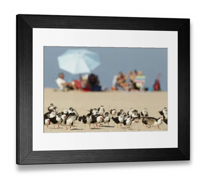 Framed Print : Black Skimmer (Rynchops niger) flock, standing on beach, with people sunbathing in background, Florida, U. S. A. February