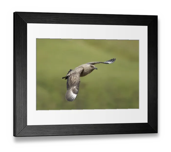 Framed Print : Great Skua (Stercorarius skua) adult, in flight, Shetland Islands, Scotland, June