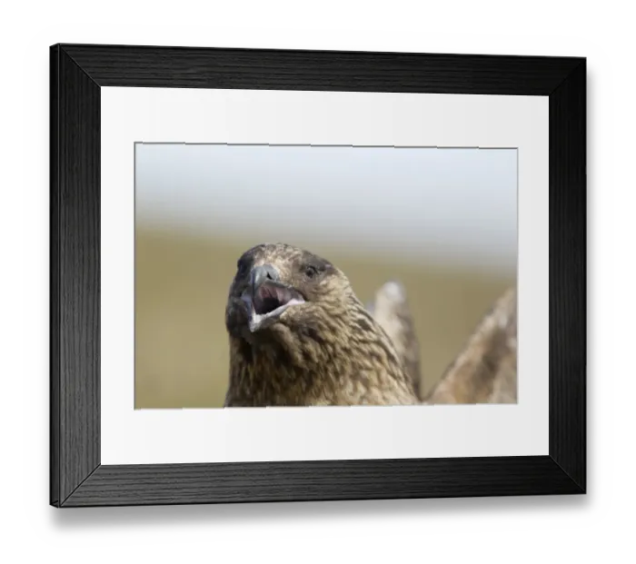 Framed Print : Great Skua (Stercorarius skua) adult, close-up of head, calling, Shetland Islands, Scotland, June Framed Print : Great Skua (Stercorarius skua) adult, close-up of head, calling, Shetland Islands, Scotland, June