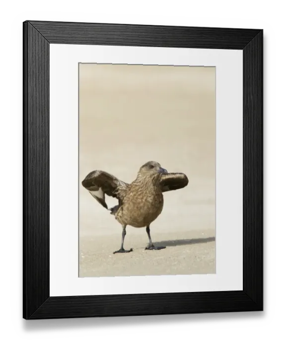 Framed Print : Great Skua (Stercorarius skua) adult, standing on beach, Shetland Islands, Scotland, June Framed Print : Great Skua (Stercorarius skua) adult, standing on beach, Shetland Islands, Scotland, June