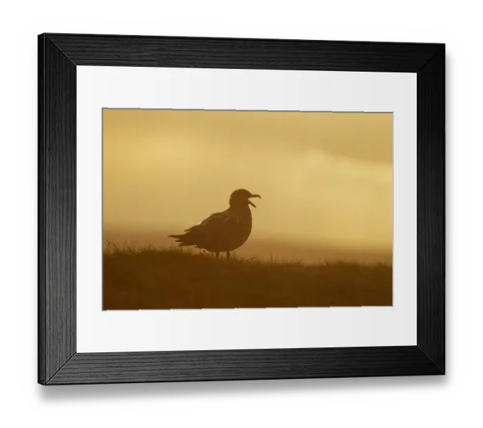 Framed Print : Great Skua (Stercorarius skua) adult, calling, silhouetted at sunset, Shetland Islands, Scotland, June Framed Print : Great Skua (Stercorarius skua) adult, calling, silhouetted at sunset, Shetland Islands, Scotland, June