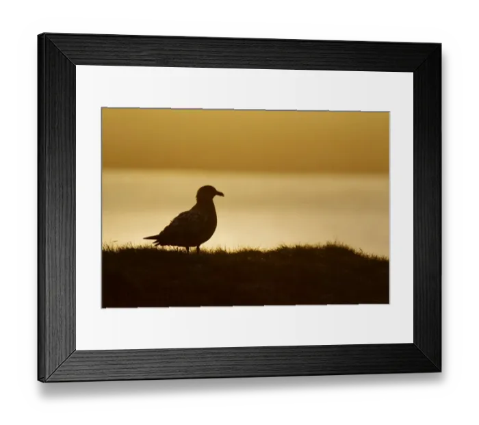 Framed Print : Great Skua (Stercorarius skua) adult, standing, silhouetted at sunset, Shetland Islands, Scotland, June