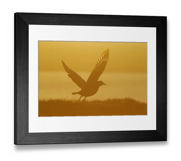 Framed Print : Great Skua (Stercorarius skua) adult, taking off, silhouetted at sunset, Shetland Islands, Scotland, June Framed Print : Great Skua (Stercorarius skua) adult, taking off, silhouetted at sunset, Shetland Islands, Scotland, June