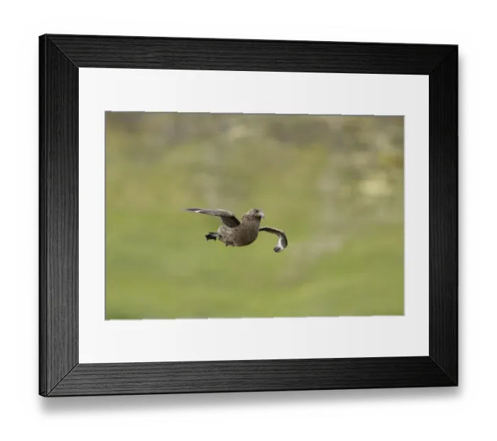 Framed Print : Great Skua (Stercorarius skua) adult, in flight, landing, Shetland Islands, Scotland, June Framed Print : Great Skua (Stercorarius skua) adult, in flight, landing, Shetland Islands, Scotland, June