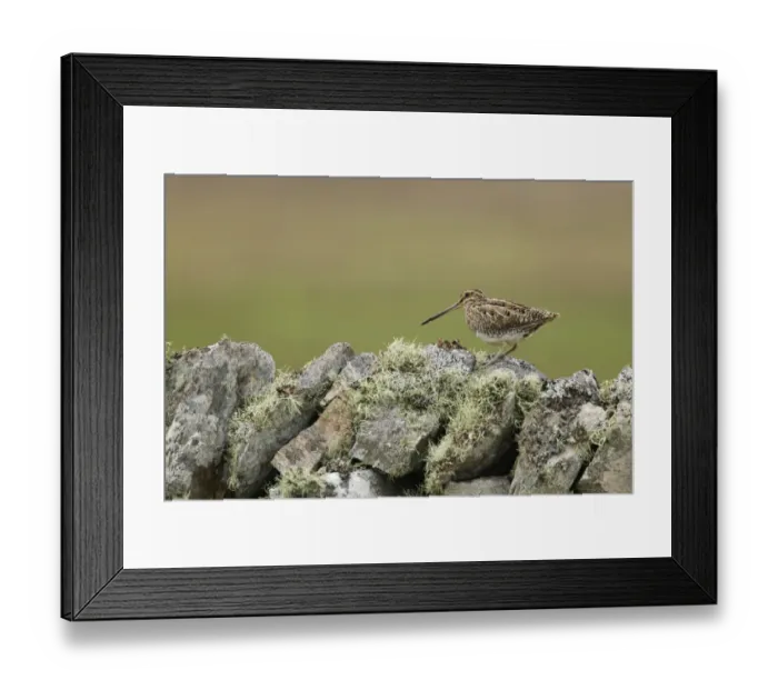 Framed Print : Common Snipe (Gallinago gallinago) adult, standing on lichen covered drystone wall, Shetland Islands, Scotland, June Framed Print : Common Snipe (Gallinago gallinago) adult, standing on lichen covered drystone wall, Shetland Islands, Scotland, June