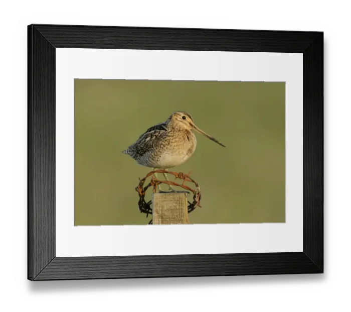 Framed Print : Common Snipe (Gallinago gallinago) adult, standing on fencepost with rusty barbed wire, Iceland, June Framed Print : Common Snipe (Gallinago gallinago) adult, standing on fencepost with rusty barbed wire, Iceland, June