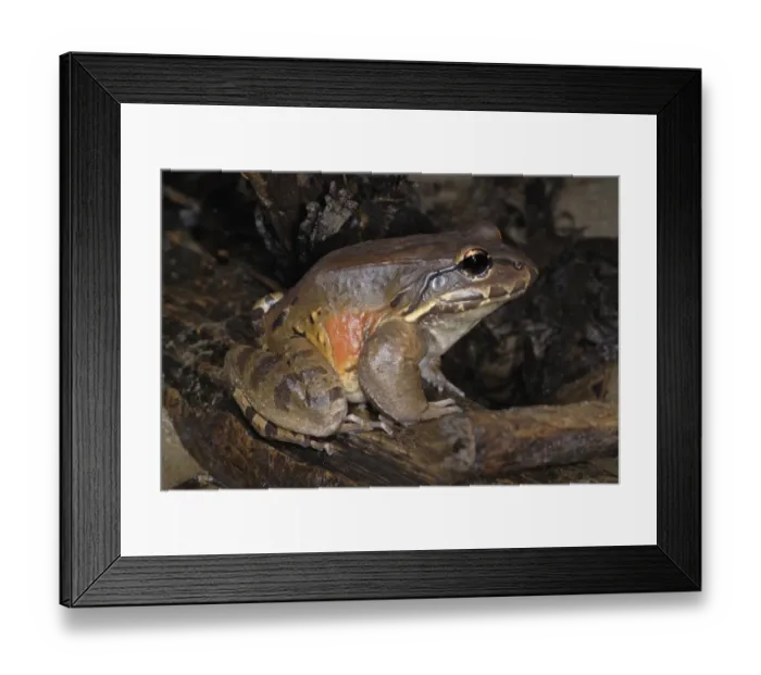 Framed Print : Smokey Jungle Frog (Leptodactylus pentadactylus) adult, sitting on log in rainforest, Drake Bay, Osa Peninsula Framed Print : Smokey Jungle Frog (Leptodactylus pentadactylus) adult, sitting on log in rainforest, Drake Bay, Osa Peninsula