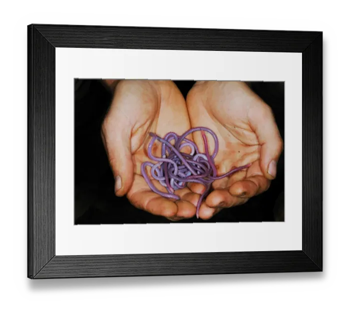 Framed Print : Fischers African Caecilian (Boulengerula fischeri) adults, group held in hands of researcher in tropical montane Framed Print : Fischers African Caecilian (Boulengerula fischeri) adults, group held in hands of researcher in tropical montane