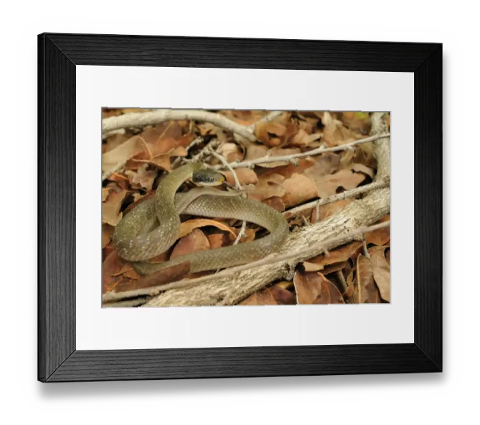 Framed Print : White-lipped Herald Snake (Crotaphopeltis hotamboeia) adult, flicking forked tongue, coiled on leaf litter, Ruaha N. P Framed Print : White-lipped Herald Snake (Crotaphopeltis hotamboeia) adult, flicking forked tongue, coiled on leaf litter, Ruaha N. P