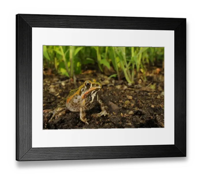 Framed Print : Ornate Frog (Hildebrandtia ornata) adult, sitting on mud, Ruaha N. P. Tanzania, january Framed Print : Ornate Frog (Hildebrandtia ornata) adult, sitting on mud, Ruaha N. P. Tanzania, january