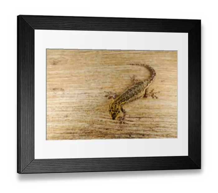 Framed Print : Dwarf Yellow-headed Gecko (Lygodactylus luteopicturatus) adult, Ruaha N. P. Tanzania, january