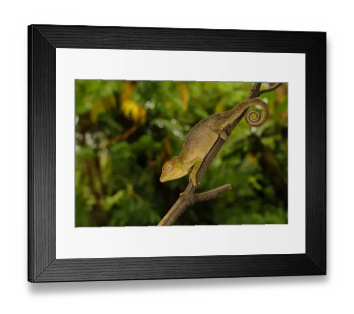 Framed Print : Ituri Chameleon (Kinyongia gyrolepis) adult, clinging to branch, Kahuzi-Biega N. P Framed Print : Ituri Chameleon (Kinyongia gyrolepis) adult, clinging to branch, Kahuzi-Biega N. P