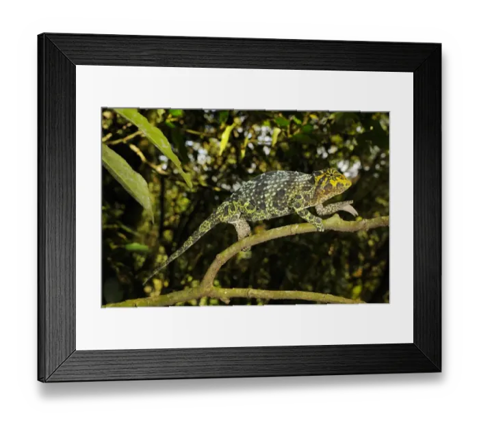 Framed Print : Johnstons Three-horned Chameleon (Trioceros johnstoni) adult female, climbing along branch, Kahuzi-Biega N. P Framed Print : Johnstons Three-horned Chameleon (Trioceros johnstoni) adult female, climbing along branch, Kahuzi-Biega N. P