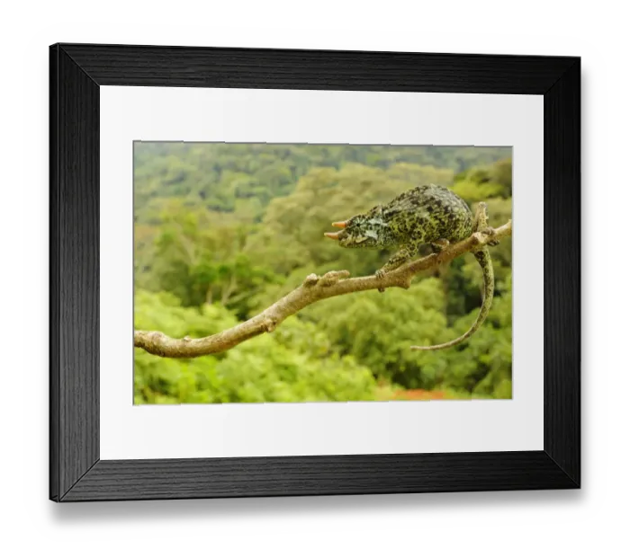 Framed Print : Johnstons Three-horned Chameleon (Trioceros johnstoni) adult male, clinging to branch, Kahuzi-Biega N. P Framed Print : Johnstons Three-horned Chameleon (Trioceros johnstoni) adult male, clinging to branch, Kahuzi-Biega N. P