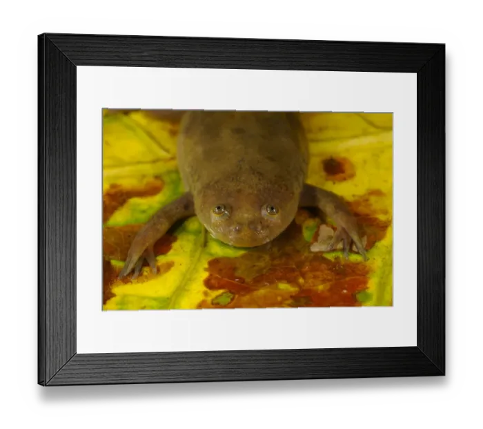 Framed Print : De Wittes Clawed Frog (Xenopus wittei) adult, on submerged leaf litter in tropical montane forest, Nyungwe Forest N. P Framed Print : De Wittes Clawed Frog (Xenopus wittei) adult, on submerged leaf litter in tropical montane forest, Nyungwe Forest N. P