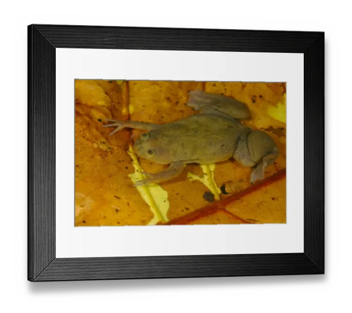 Framed Print : De Wittes Clawed Frog (Xenopus wittei) adult, on submerged leaf litter in tropical montane forest, Nyungwe Forest N. P Framed Print : De Wittes Clawed Frog (Xenopus wittei) adult, on submerged leaf litter in tropical montane forest, Nyungwe Forest N. P