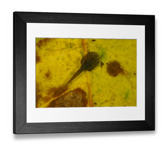 Framed Print : De Wittes Clawed Frog (Xenopus wittei) tadpole, on submerged leaf litter in tropical montane forest Framed Print : De Wittes Clawed Frog (Xenopus wittei) tadpole, on submerged leaf litter in tropical montane forest