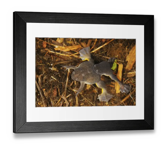 Framed Print : De Wittes Clawed Frog (Xenopus wittei) adult pair, mating in water, Kahuzi-Biega N. P Framed Print : De Wittes Clawed Frog (Xenopus wittei) adult pair, mating in water, Kahuzi-Biega N. P
