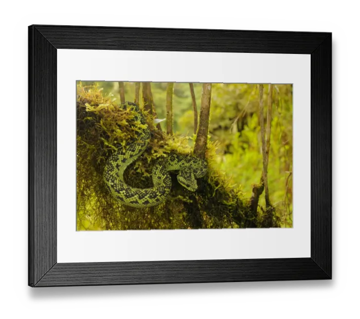 Framed Print : Nitsches Bush Viper (Atheris nitschei) adult, on branch, Kahuzi-Biega N. P Framed Print : Nitsches Bush Viper (Atheris nitschei) adult, on branch, Kahuzi-Biega N. P