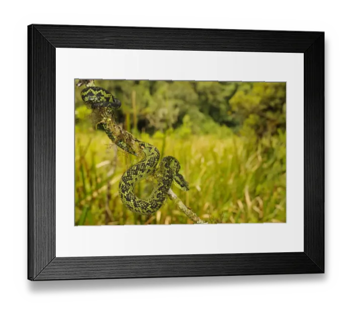 Framed Print : Nitsches Bush Viper (Atheris nitschei) adult, on branch, Kahuzi-Biega N. P