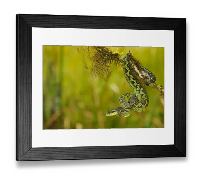 Framed Print : Nitsches Bush Viper (Atheris nitschei) adult, on branch, Kahuzi-Biega N. P