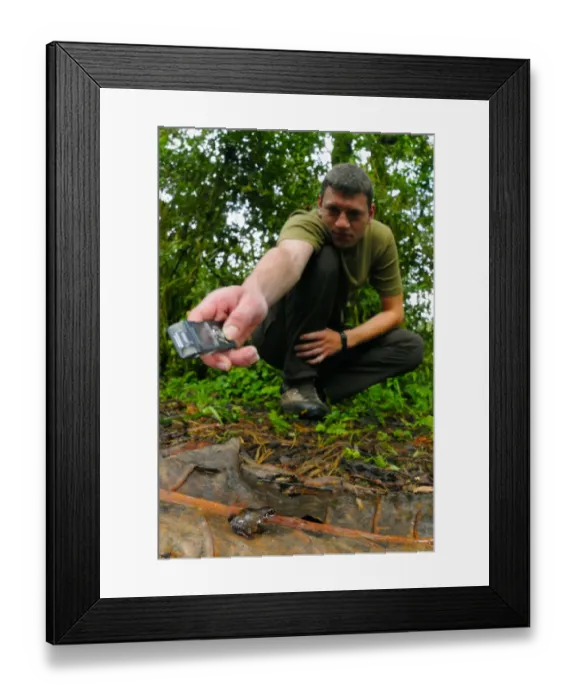 Framed Print : Schubotzs Squeaker Frog (Arthroleptis schubotzi) adult male, calling, with researcher recording call in tropical