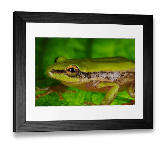 Framed Print : Kivu Reed Frog (Hyperolius kivuensis) adult, sitting on leaf in tropical montane forest, Nyungwe Forest N. P Framed Print : Kivu Reed Frog (Hyperolius kivuensis) adult, sitting on leaf in tropical montane forest, Nyungwe Forest N. P