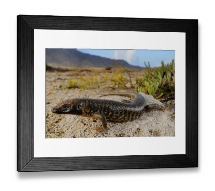 Framed Print : Abd al Kuri Skink (Trachylepis cristinae) newly discovered species described in 2010, adult