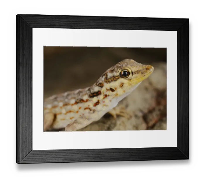 Framed Print : Samha Rock Gecko (Pristurus samhaensis) adult, close-up of head, Samha Island, Socotra Archipelago, Yemen, march Framed Print : Samha Rock Gecko (Pristurus samhaensis) adult, close-up of head, Samha Island, Socotra Archipelago, Yemen, march