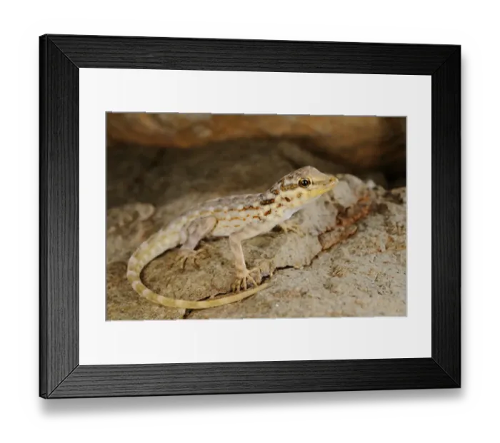 Framed Print : Samha Rock Gecko (Pristurus samhaensis) adult, resting on rock, Samha Island, Socotra Archipelago, Yemen, march Framed Print : Samha Rock Gecko (Pristurus samhaensis) adult, resting on rock, Samha Island, Socotra Archipelago, Yemen, march